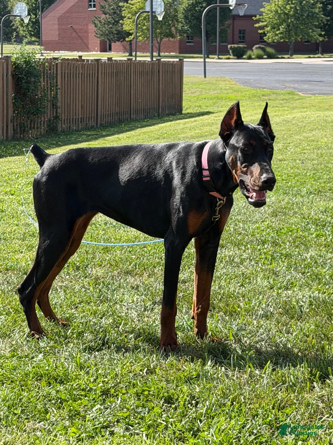 Doberman Pinscher dogs for sale: Doberman Pinscher 1 - Ad 2