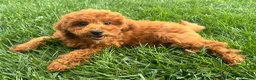 Miniature Poodle dogs for sale: Theo - Ad 1