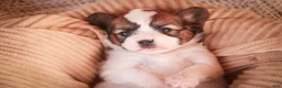 Papillon dogs for sale: Romeo Papillon  - Ad 5