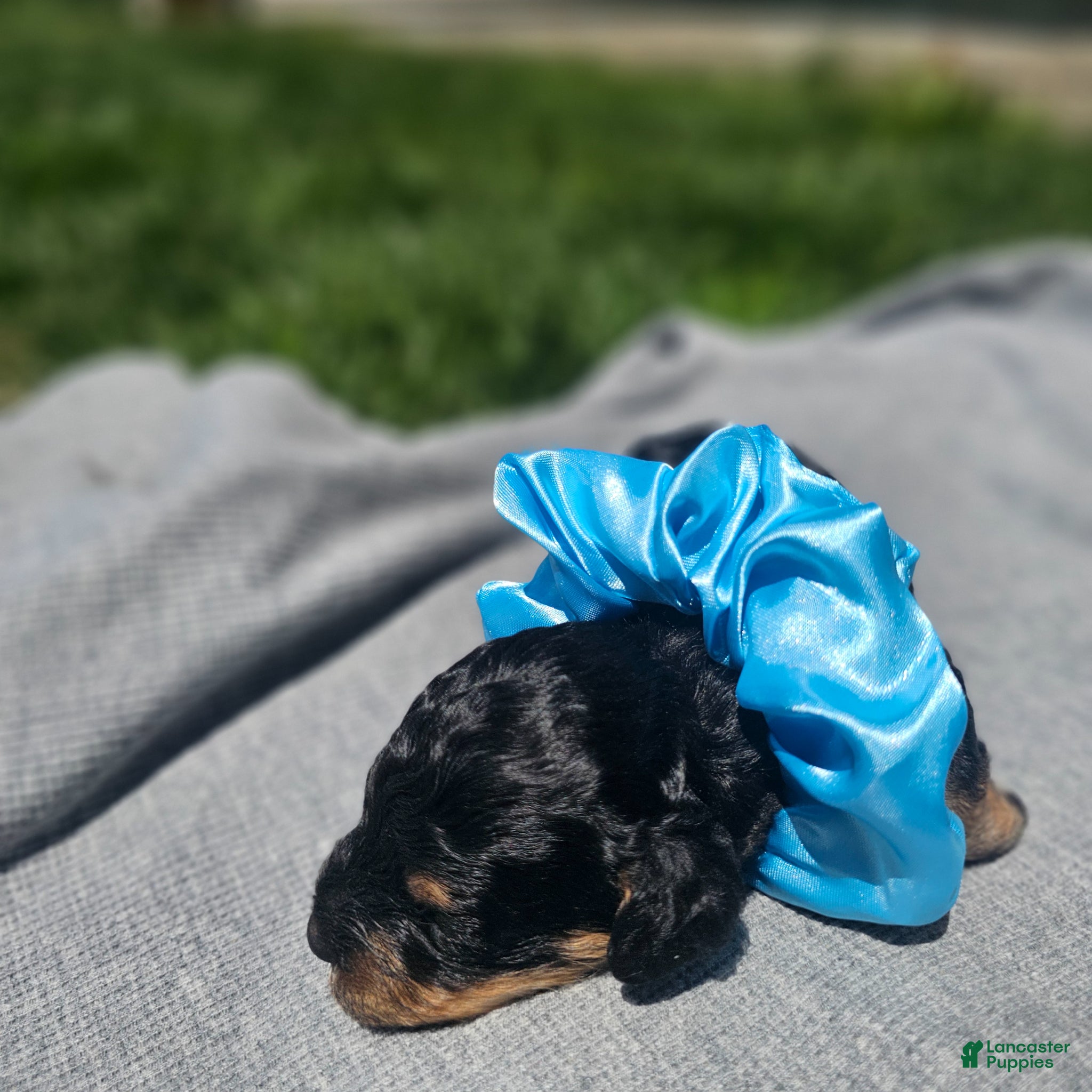 Cavapoo dogs Ember - Ad 2