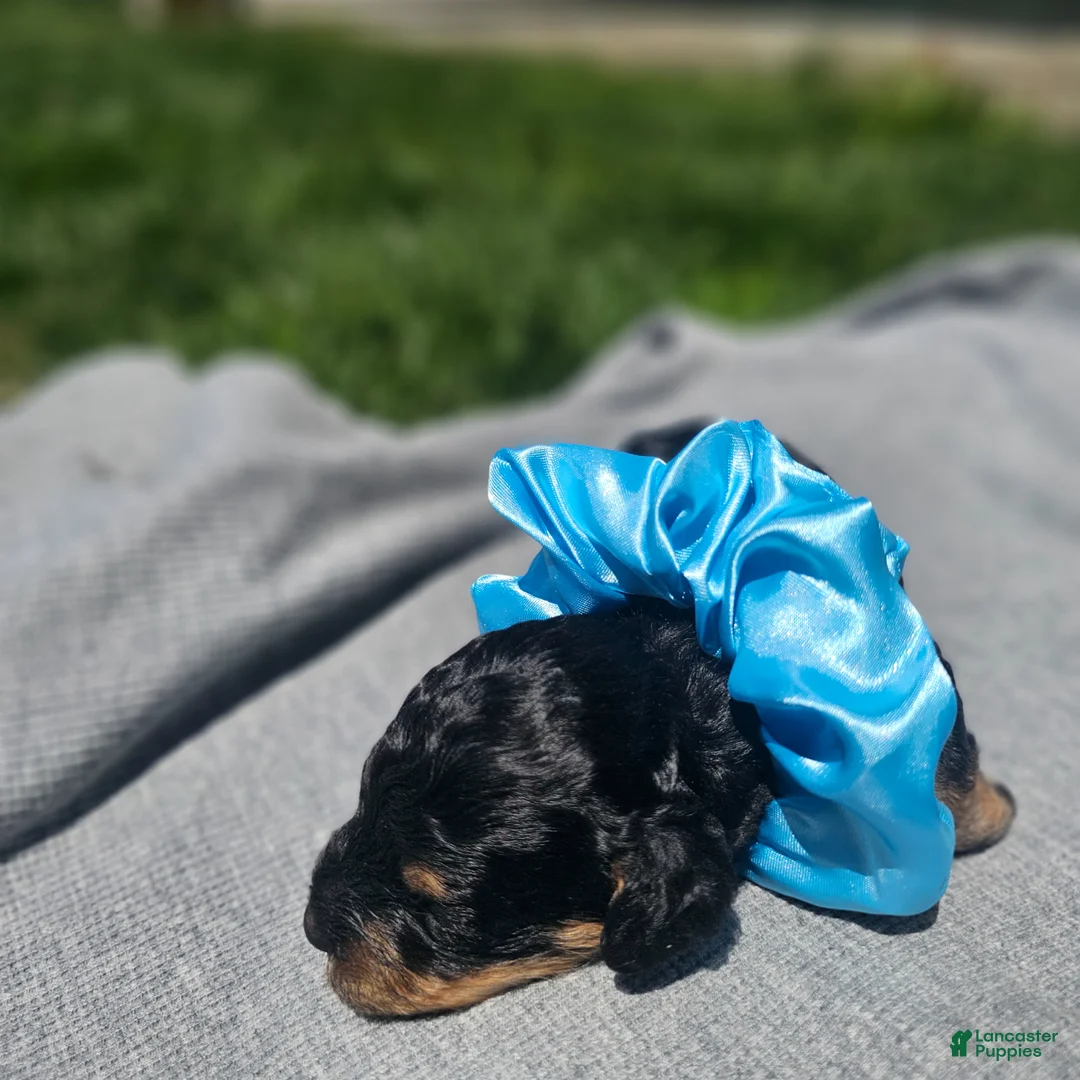 Cavapoo dogs for sale: Ember - Ad 2