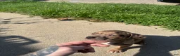 American Bully dogs for sale: Tony - Ad 4