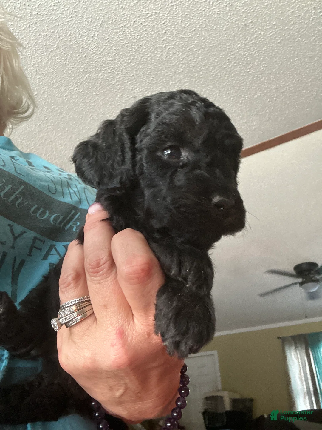 Mini Goldendoodle dogs for sale: Pepper - Ad 2