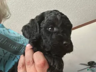 Mini Goldendoodle dogs Pepper - Ad 30