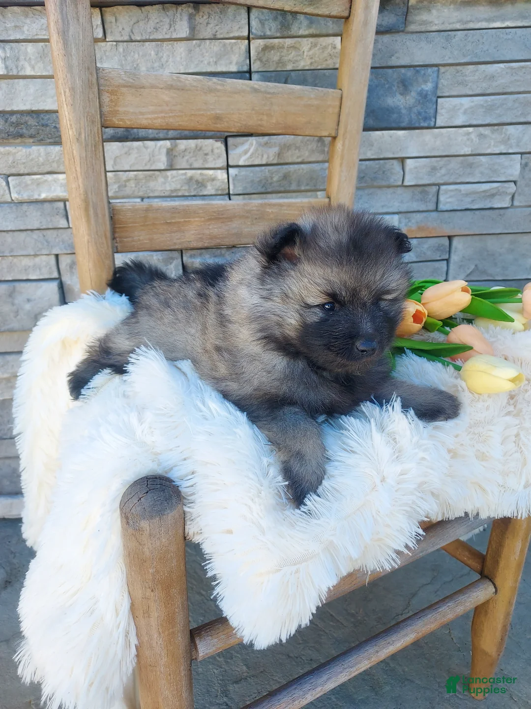 Keeshond dogs for sale: Allen - Ad 1