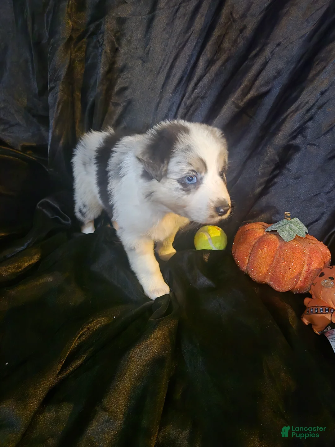 Australian Shepherd dogs for sale: "Backpack" -Tricolor blue merle (blue eyed) - Ad 2