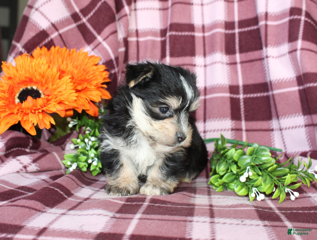 Morkie dogs for sale: Snuggles - Ad 2