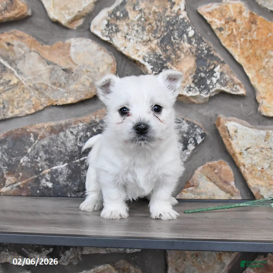 West Highland Terrier dogs for sale: Timmy - Ad 3