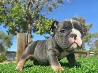 English Bulldog dogs NIPSEY - Blue Tan Tri – Top Structure! Ready Now! - Ad 3