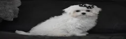 Maltese dogs for sale: Alice - Ad 4