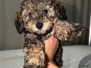 Toy Poodle dogs Toy Poodle Puppy - Ad 16