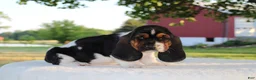 Basset Hound dogs for sale: Buddy - Ad 4