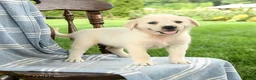 Mixed Breed dogs for sale: Cassie   - Ad 1