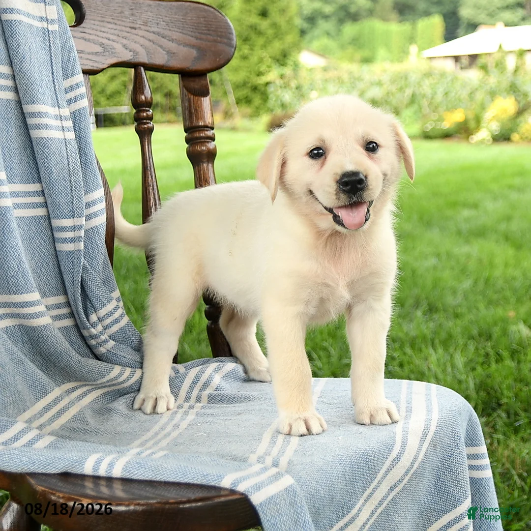 Mixed Breed dogs for sale: Cassie   - Ad 1