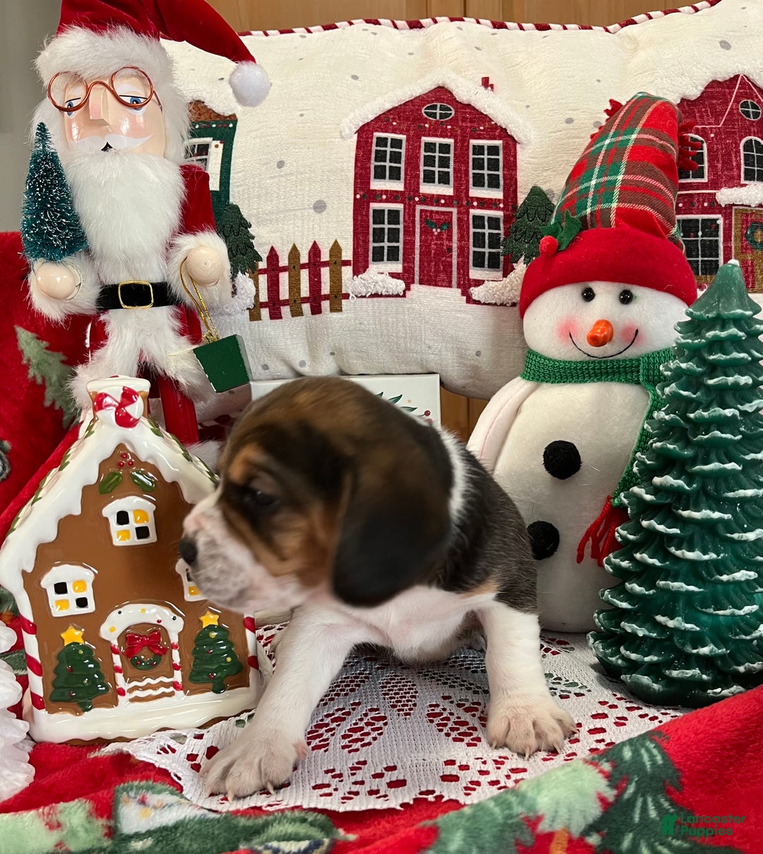 Beagle dogs for sale: Beagle Puppy 2 - Ad 3