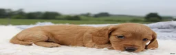 Miniature Dachshund dogs for sale: Miniature Dachshund 2 - Ad 3