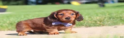 Miniature Dachshund dogs for sale: Ben - Ad 6