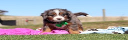 Mini Bernedoodle dogs for sale: Turner - Ad 1