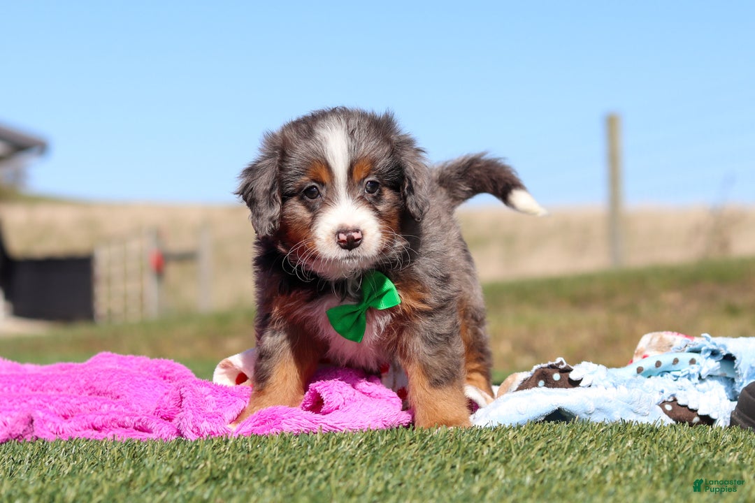 Mini Bernedoodle dogs for sale: Turner - Ad 1