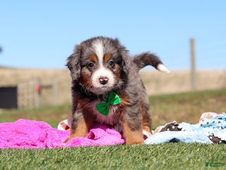 Mini Bernedoodle dogs Turner - Ad 36