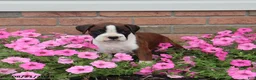 Boxer dogs for sale: Sophie - Ad 7