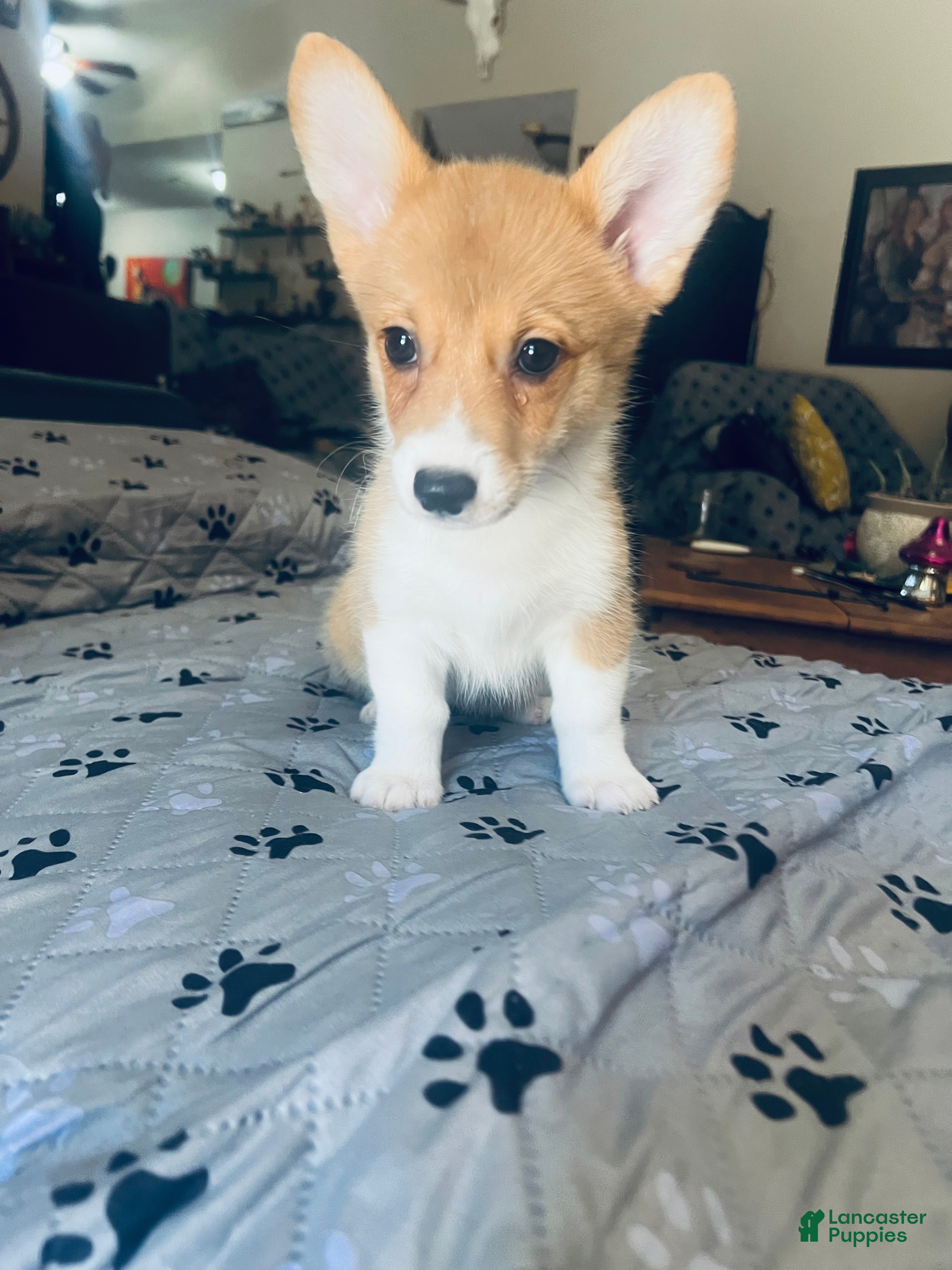 Welsh Corgi Pembroke dogs Welsh Corgi Pembroke Puppy 3 - Ad 2