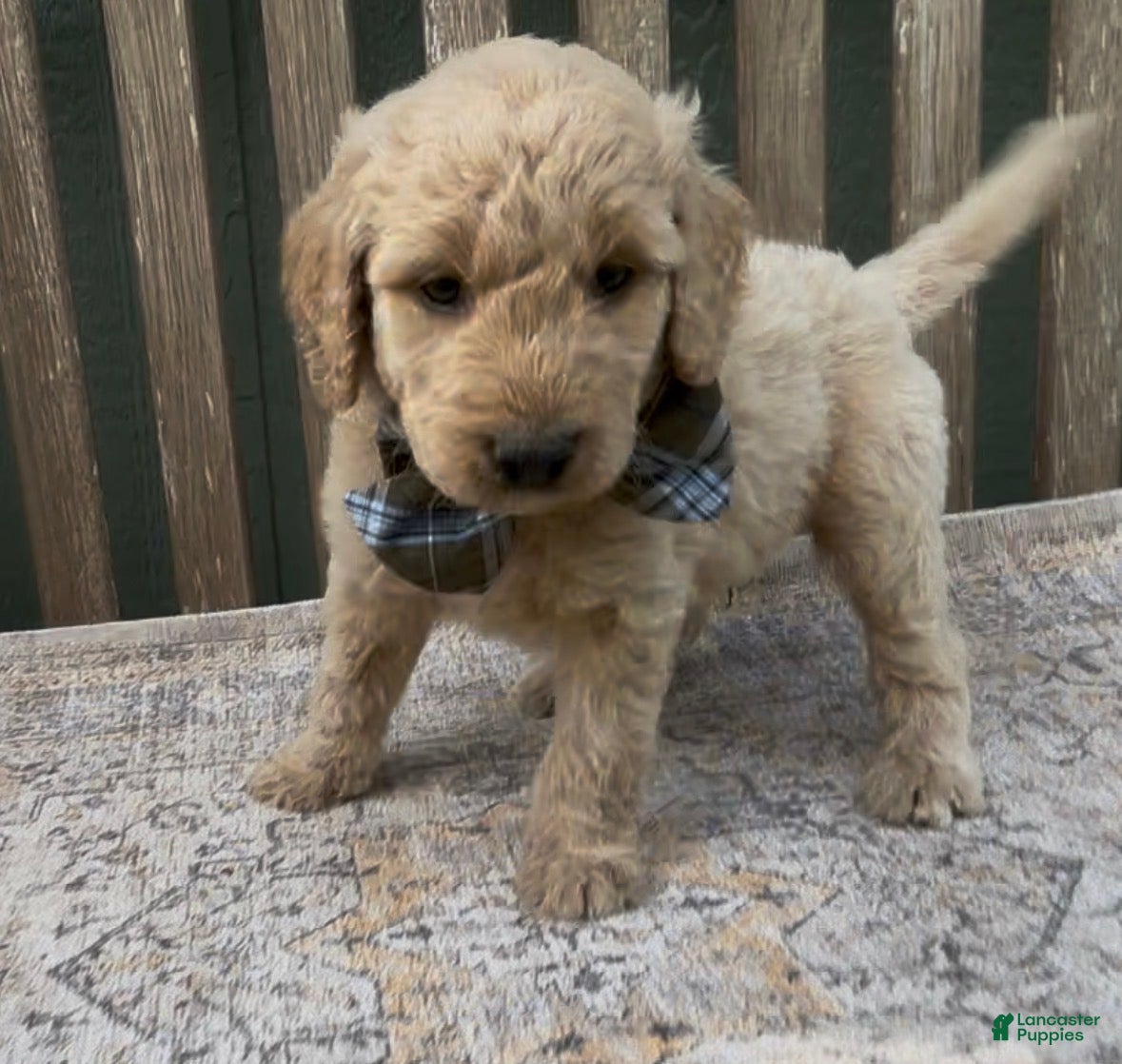Goldendoodle dogs Ajax - Ad 1
