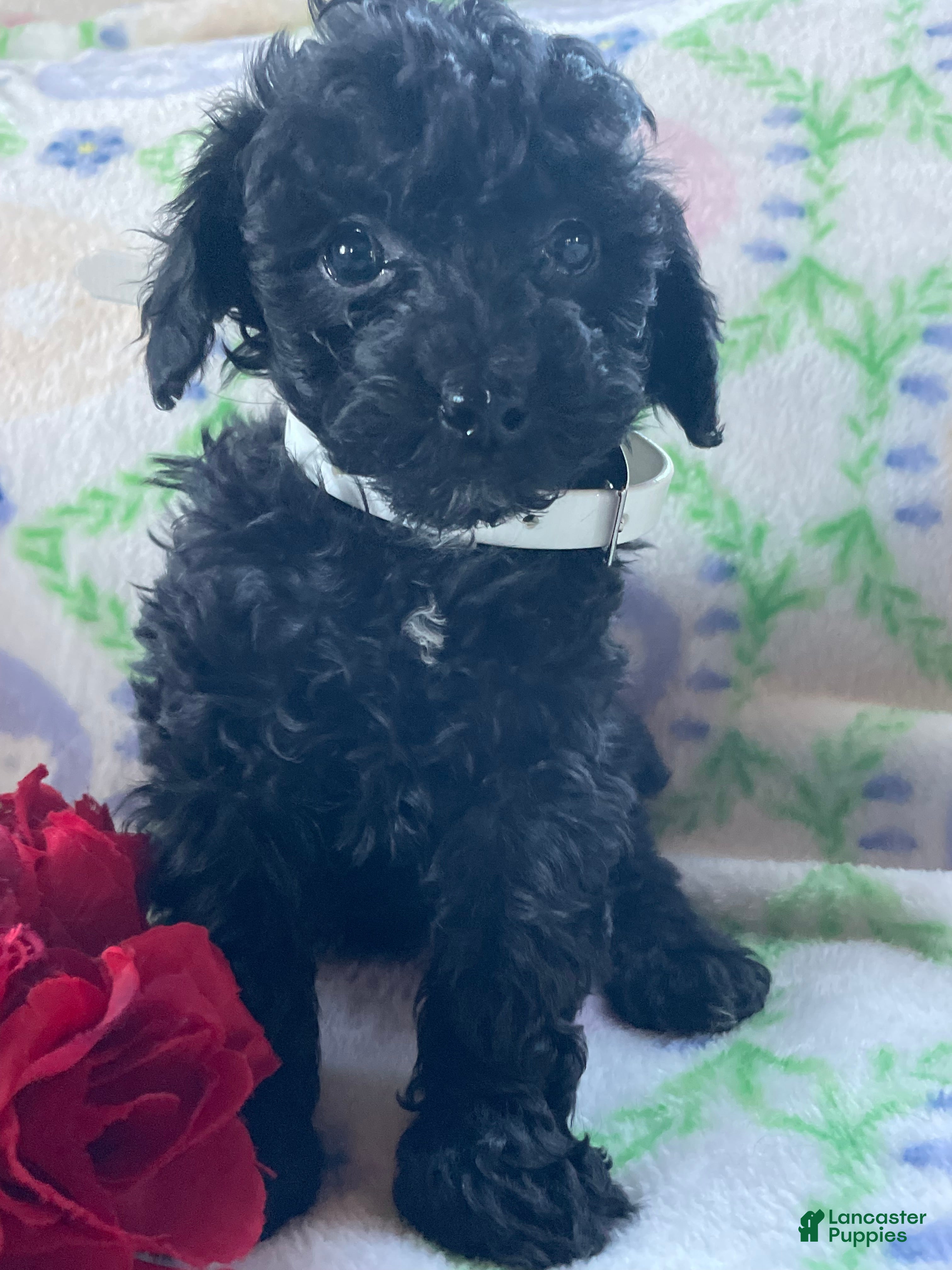 Toy Poodle dogs Astro - Ad 36