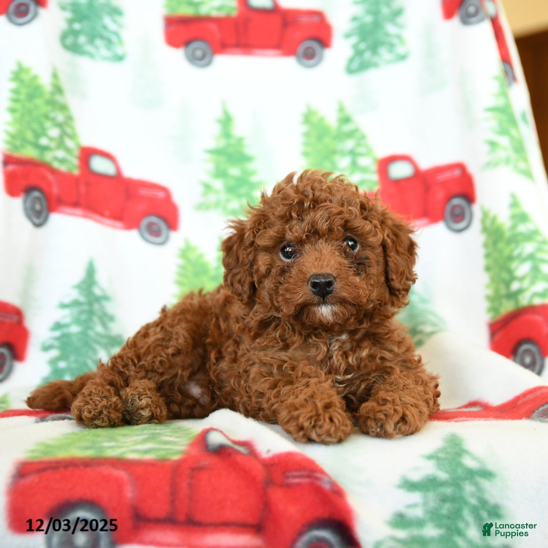 Toy Poodle dogs for sale: Redhead - Ad 1