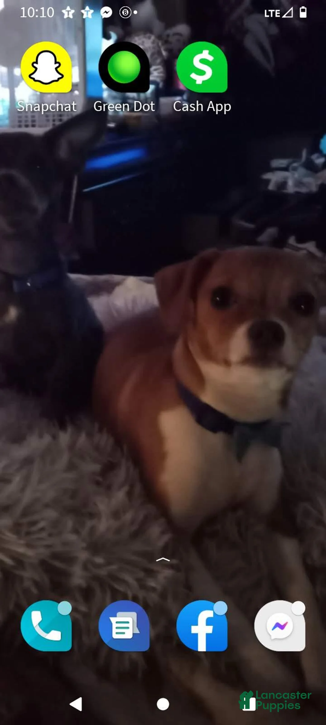 Chihuahua dogs for sale: Chihuahua 1 - Ad 2