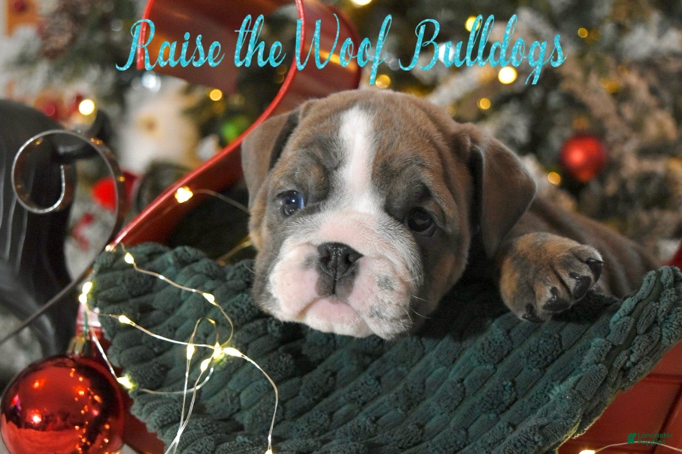 English Bulldog dogs Pam - Ad 35