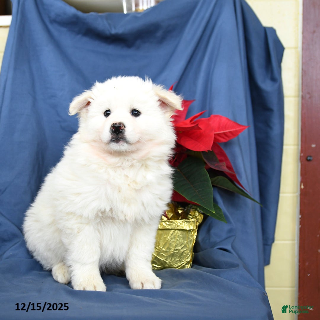 Mixed Breed dogs for sale: Coconut - Ad 3