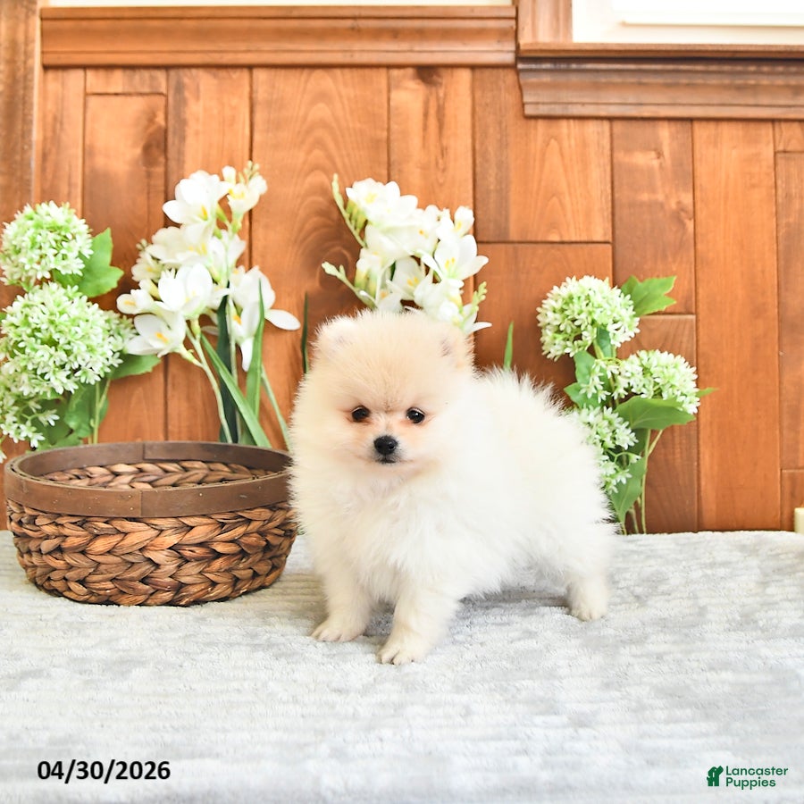Pomeranian dogs Prince     EXTRA SMALL - Ad 1