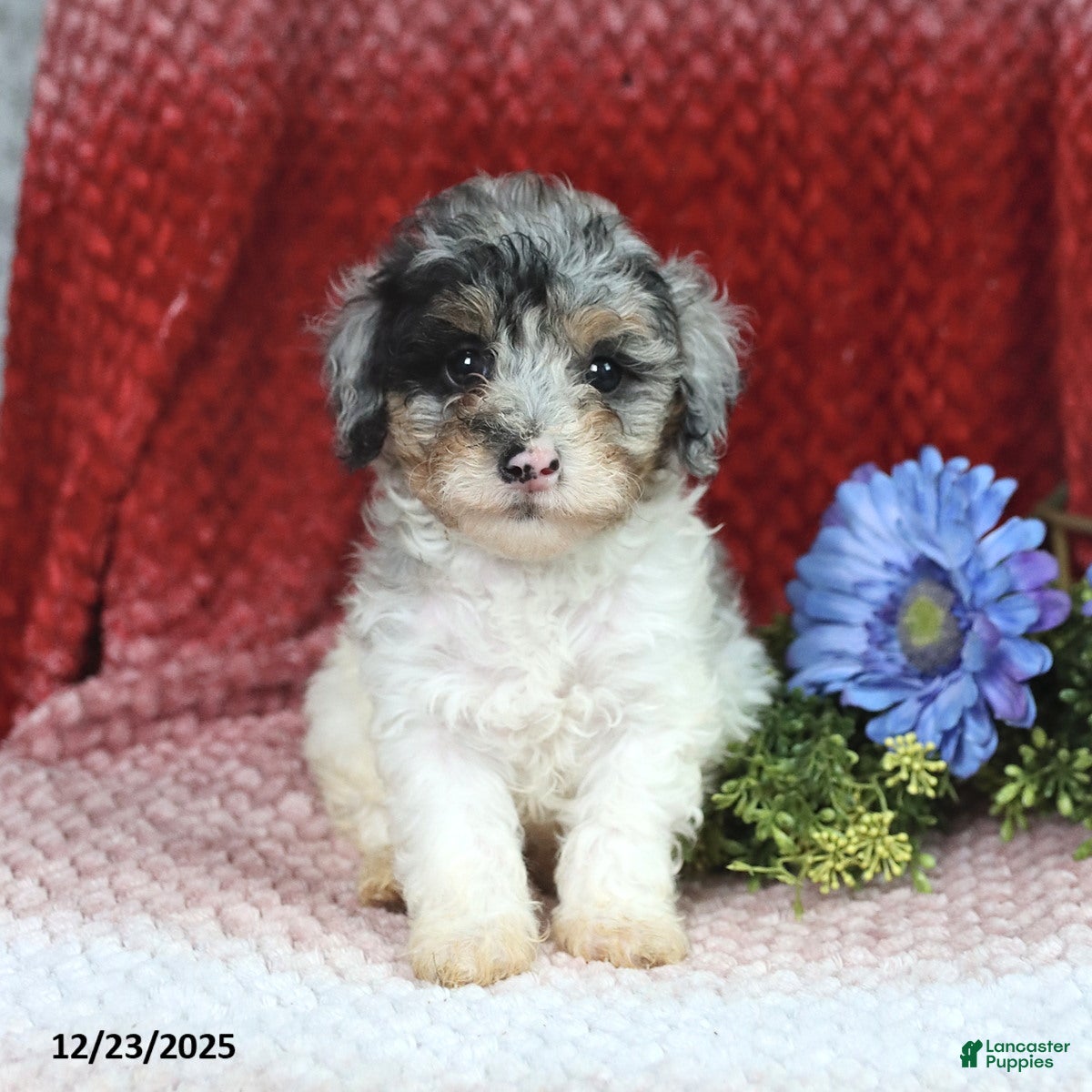 Miniature Poodle dogs Madalene - Ad 33