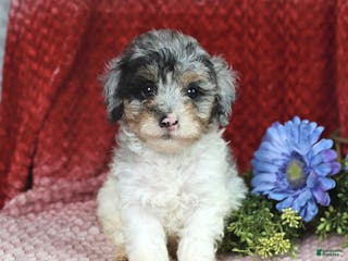 Miniature Poodle dogs Madalene - Ad 22