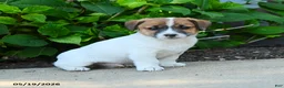 Jack Russell Terrier dogs for sale: Benedict - Ad 1