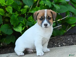 Jack Russell Terrier dogs for sale: Benedict - Ad 2