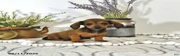 Miniature Dachshund dogs for sale: Tilly - Ad 3