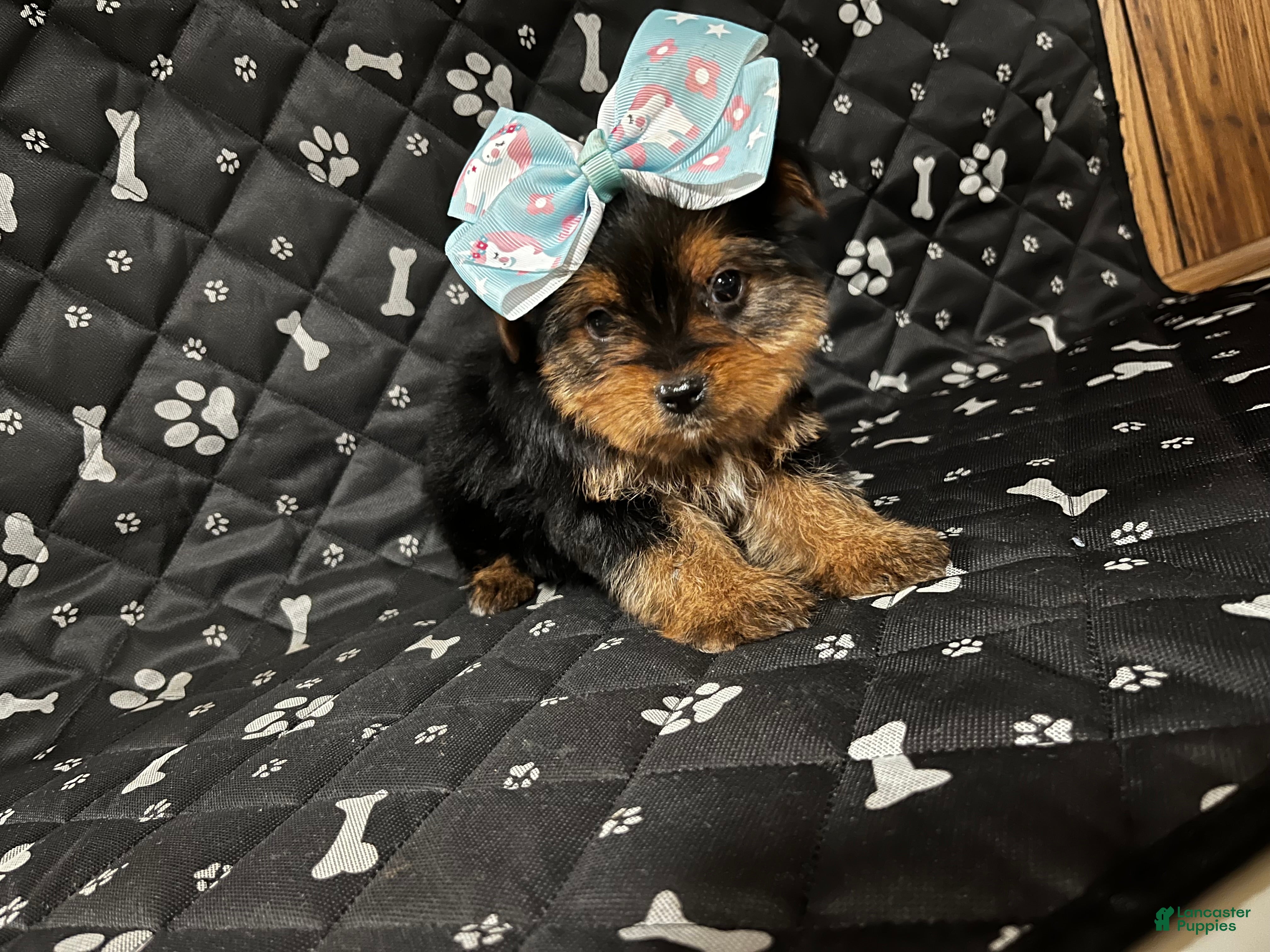 Yorkshire Terrier dogs for sale: Yorkshire Terrier Puppy 4 - Ad 2