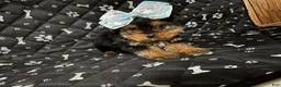 Yorkshire Terrier dogs for sale: Yorkshire Terrier Puppy 4 - Ad 1