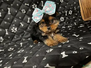 Yorkshire Terrier dogs for sale: Yorkshire Terrier Puppy 4 - Ad 2