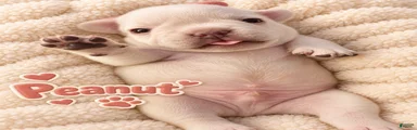 French Bulldog 2 peanut