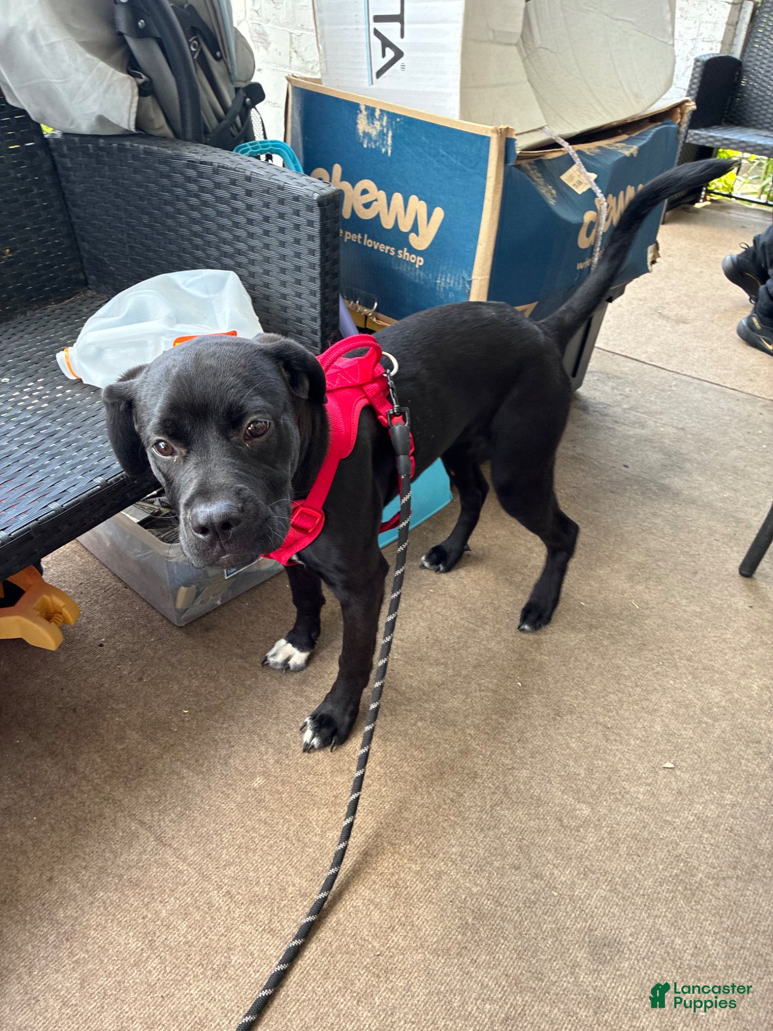 Mixed Breed dogs for sale: Kanesley - Ad 14