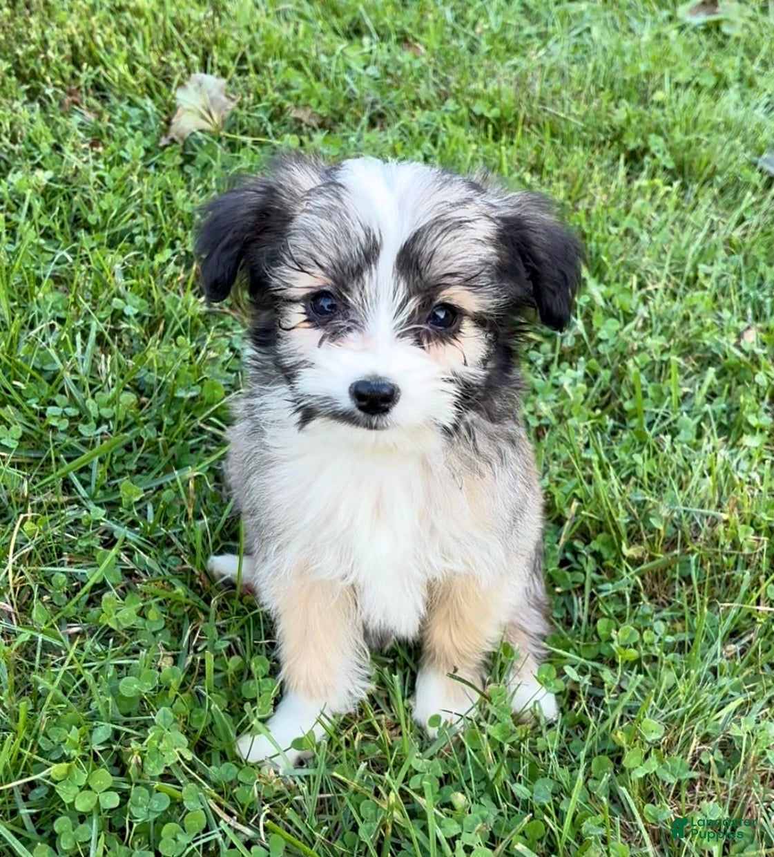 Mini Aussiedoodle dogs Molly - Ad 1