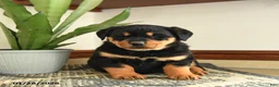 Rottweiler dogs for sale: Diamond - Ad 2