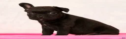 French Bulldog dogs for sale: Pez - Ad 7