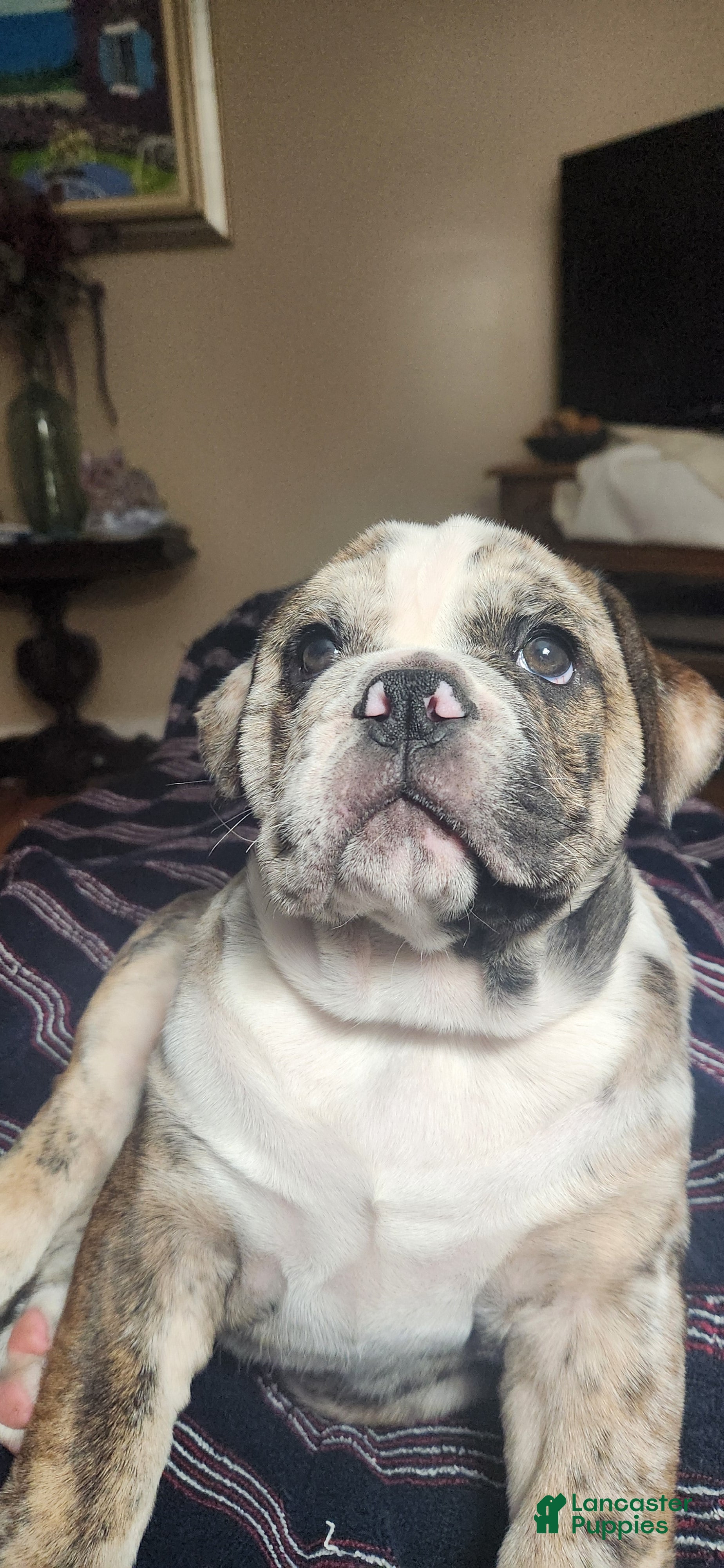 English Bulldog dogs English Bulldog Puppy - Ad 1