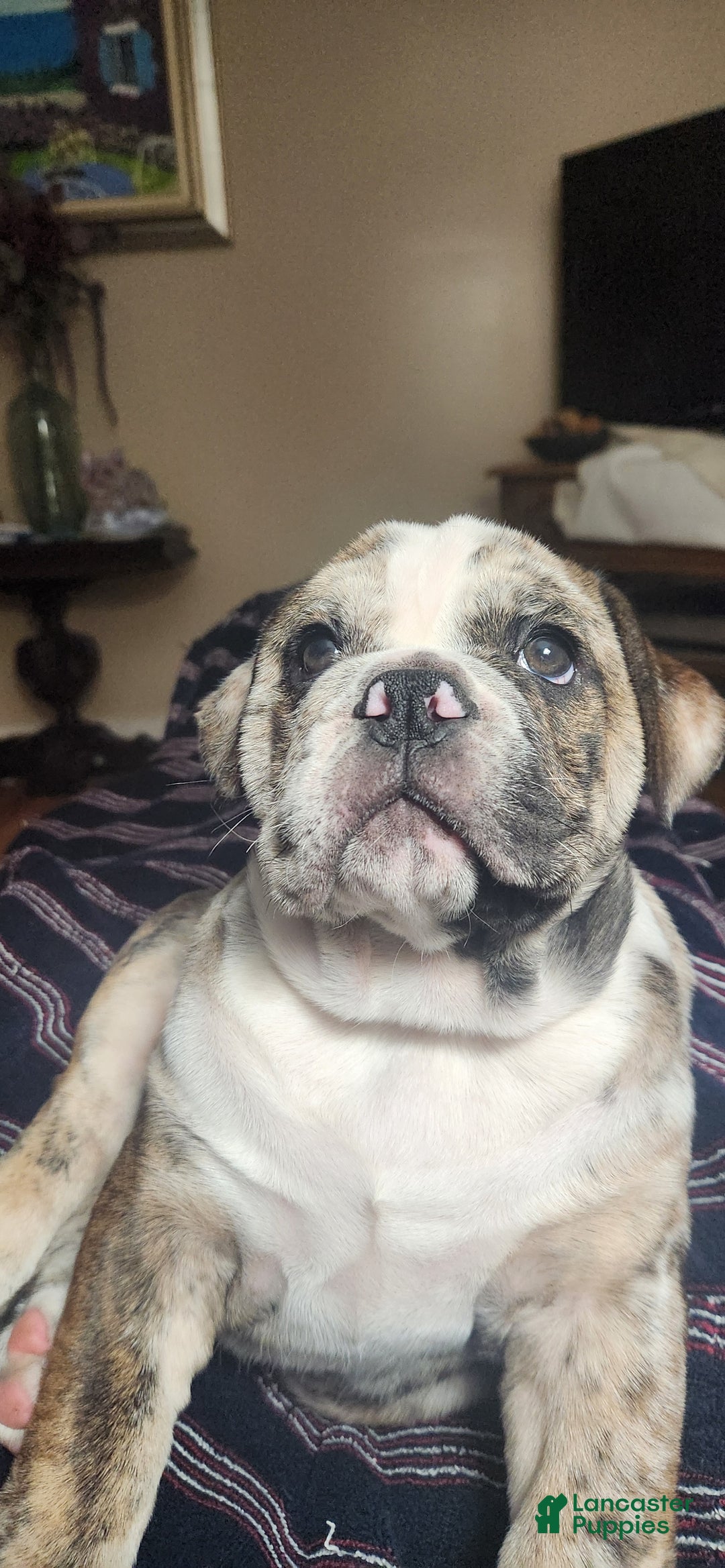 English Bulldog dogs for sale: English Bulldog Puppy - Ad 1