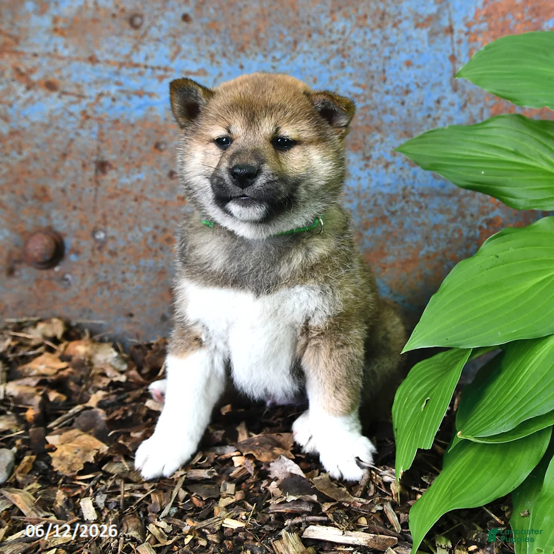 Shiba Inu dogs for sale: Nick  - Ad 2