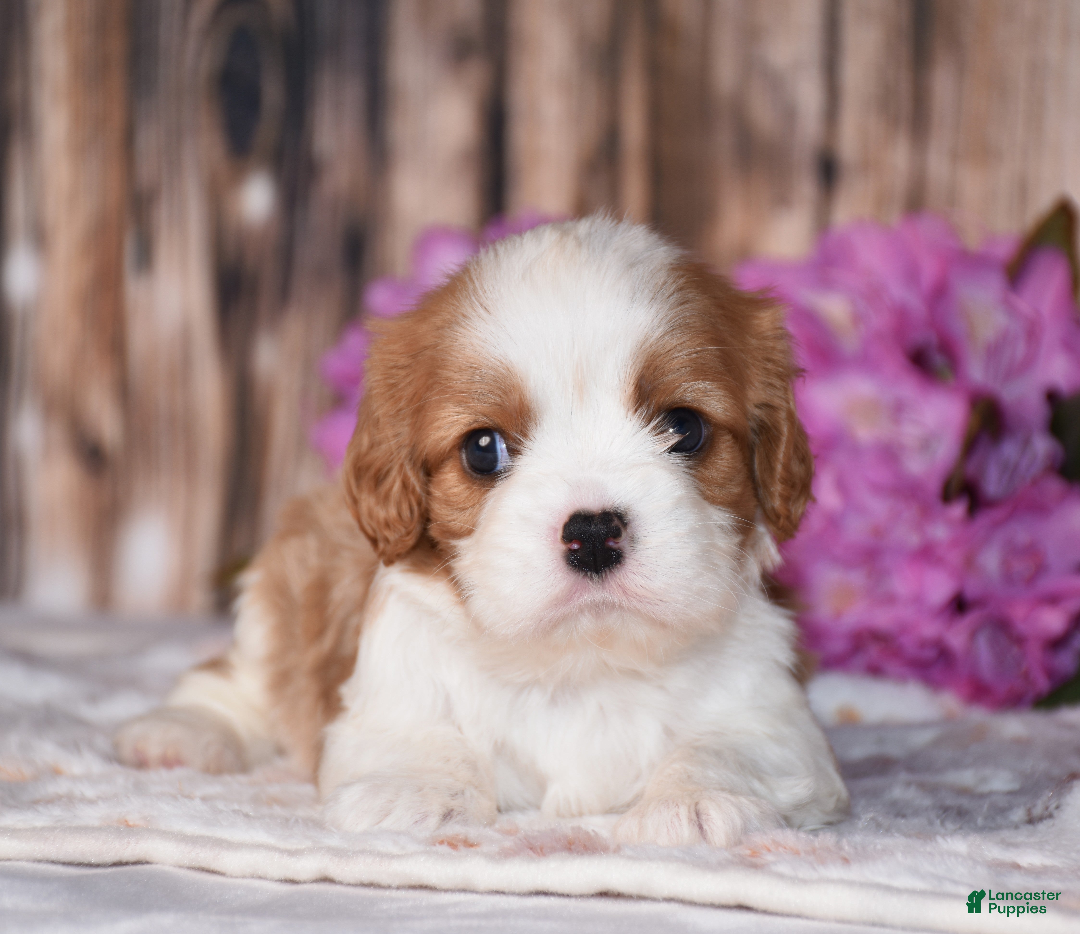 Cavalier King Charles Spaniel dogs Lynx - Ad 1